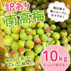 訳あり 和歌山県産 南高梅 10kg 青梅のサムネイル