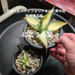 アガベ オバティフォリアオルカ黄中斑 発根済子株。のサムネイル