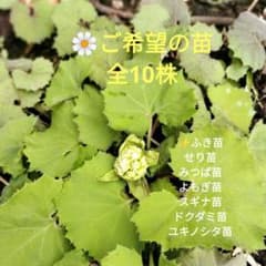ふき苗、せり苗、みつば苗、よもぎ苗、ユキノシタ苗、ドクダミ苗、スギナ苗から10株のサムネイル