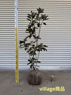 送料込み　リトルジェム　タイサンボク　形状良　庭木　人気　植木　常緑樹 送料込み リトルジェム タイサンボク 形状良 庭木 人気 植木 常緑樹