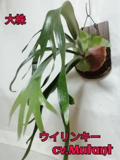 P.Willinckii cv Mutant ウイリンキー選抜 希少株 | Buyee日本代购服务