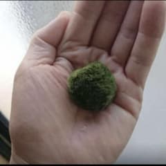 天然マリモ 約 2cm 1個 癒しのマリモ無農薬 - メルカリ