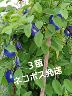 バタフライピー苗(チョウマメ)のサムネイル