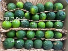 青柚子　無農薬　訳あり　約1キロのサムネイル