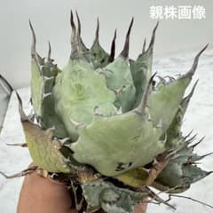 アガベ　ハイブリッド　激怒之舞　親株　メルカリ便 アガベハイブリッド激怒之舞親株メルカリ便