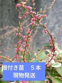 ハギ 抜き苗 山野草 抜き苗 小苗 2苗 ⑶ | Buyee, 온라인 대리 쇼핑 서비스