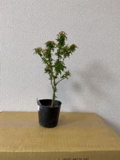 琴姫　もみじのサムネイル