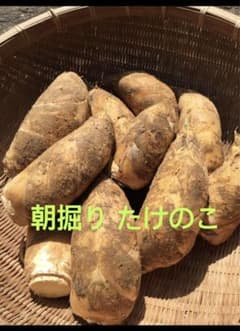 朝掘り たけのこ 2キロ  ※約2.4~2.5キロのサムネイル