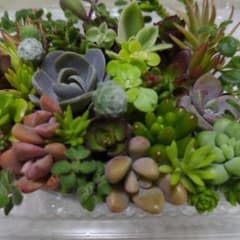 多肉植物カット苗のサムネイル