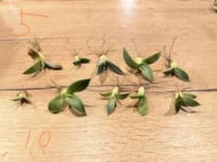 ⑤パリー　トランカータ　実生のサムネイル