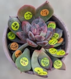 メルカリ便】そわそわ付き おらいさん レア品種葉挿しセット 15点