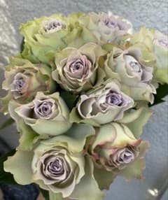 バラ　挿し木苗　切り花品種　ラピスヴェールのサムネイル