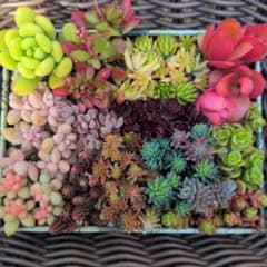 さとぴ様専用　速達代込み エケベリアセダム13種類セット　カット苗　多肉植物のサムネイル