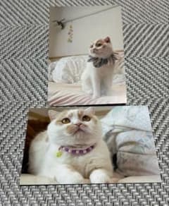 猫　ポストカード まとめ売り　2枚セット　ねこ休み展　ホイちゃんのサムネイル