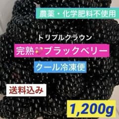 小梅　 ブラックベリートリプルクラウン　生食用　1.2㌔ クール便対応 完熟ブラックベリー 1.2Kg クール冷凍便 送料込 農薬不使用 生食用