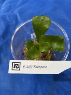 ビカクシダ 苗p. hilli 'Khunphon'のサムネイル