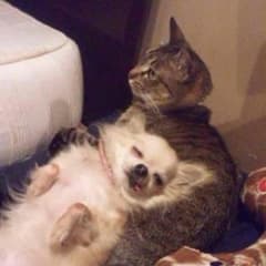 クリス様専用のサムネイル