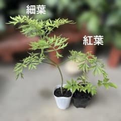 『西洋ニワトコ』エルダーフラワー 細葉(株分)＆紅葉(挿木)２種セット【ラスト】のサムネイル