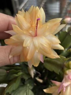 多肉植物 シャコバサボテン AN017 (葉挿し用.根が無し) - メルカリ