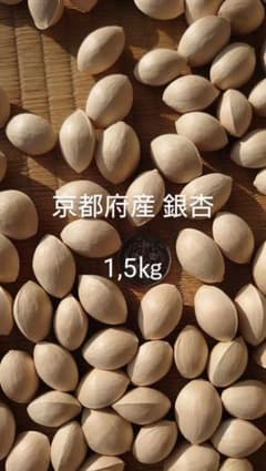 京都府産 銀杏 1.5㎏のサムネイル