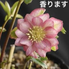 218 レッドバイカラーフレグランス　クリスマスローズ　開花株のサムネイル