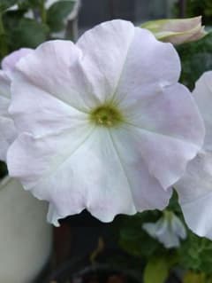 페튜니아 꽃 귀엽다