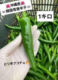 朝採り☆韓国青唐辛子☆ピリ辛プコチュ☆農家直送 - メルカリ