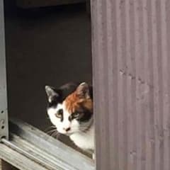専用のサムネイル