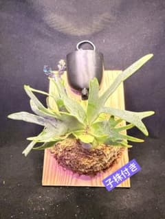 極大サイズ　ビカクシダP.willinckii 'Bacteria' spore 極大 ビカクシダP.willinckii Bacteria spore子株付き - メルカリ