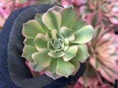 ④多肉植物／アエオニウム ／シーキング錦（海王錦）／抜き苗／第四種