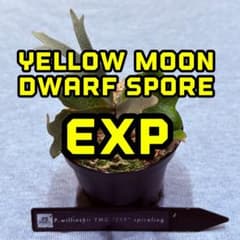 ビカクシダ P.willinckii YMDs EXP 胞子培養株 - メルカリ