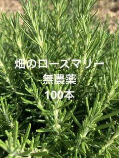 M9　ハーブ　ローズマリー　新芽カット枝100本以上　ネコポス ローズマリー 新芽カット100本 - メルカリ