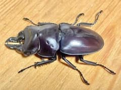【WF3】スペンスシカノコギリクワガタ♂ 47.5mm 標本用死虫 クワガタのサムネイル