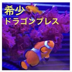 ドラゴンブレス アトミックブロッコリー マリンプランツ 光る海藻 海水
