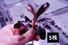 クダガン 5株 ブセファランドラ 水上葉 組織培養 水草セット - メルカリ