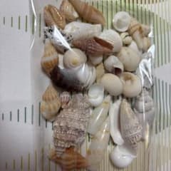 天然貝殻セット ハンドメイド素材のサムネイル