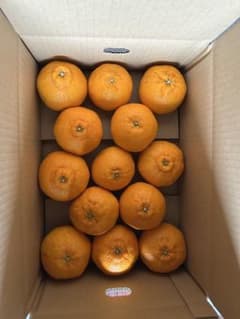 和歌山産　不知火　Lサイズのサムネイル