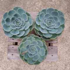 売却済み。3/30訳有り七福神(抜き苗)多肉植物セダム 七福神 抜き苗 3ポットセット エケベリア 多肉 セダム (41) - メルカリ