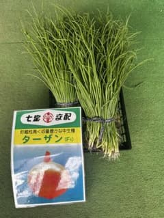 11月30日まで 玉ねぎ苗 1000本 ターザン 中生 タマネギ苗 11月30日まで 玉ねぎ苗 1000本 ターザン 中生 タマネギ苗 - メルカリ
