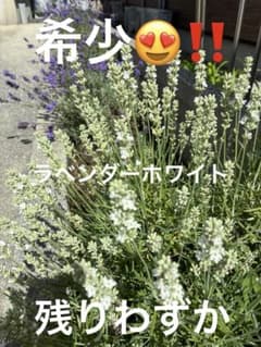ラベンダーホワイト　さし穂3本➕おまけのサムネイル