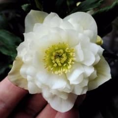 クリスマスローズ開花株 dd多弁ホワイト sdグロスフレグランス交配他