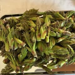 【初物‼︎棘なしタラの芽】　200gのサムネイル