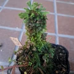 岩松 【天然石・石鉢・盆石・水鉢・コケ鉢】石付石岩松岩ヒバ寄せ植え鉢庭石オブジェ置物 イワヒバ、シノブ、苔盆栽鉢付発送 メルカリ - 鉢・プランター