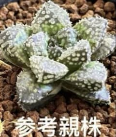 ハオルチア 王蟲 葉挿し 発根済み - メルカリ