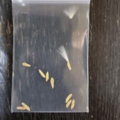 パキポディウム グラキリス 種子 30粒のサムネイル