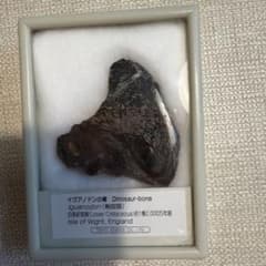 ど*も様 東京サイエンス イグアノドンの骨 標本のサムネイル