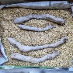 自然薯◆種芋◆４本のサムネイル
