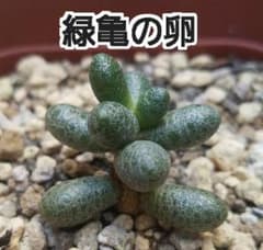 #3【緑亀の卵】セダム (抜き苗)のサムネイル