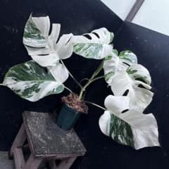 わ*か様 斑入りモンステラ ホワイトタイガー極美大株53cm白斑多 - メルカリ