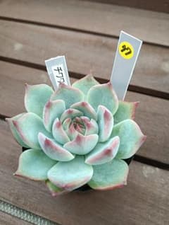 多肉植物【チワワエンシス】抜き苗のサムネイル